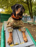 ПоцелуеваНМ  НШВ- Спецагент